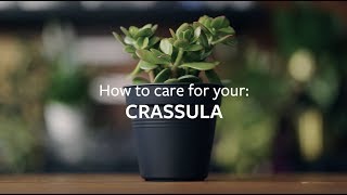 How to care for your Crassula  Grow at Home  RHS [upl. by Annam]