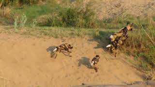 Wild dogs regurgitating food for the pups at the low water bridge near Skukuza Kruger Park [upl. by Solorac]