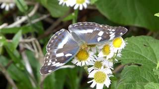 Sagana Fritillary on Philadelphia Daisy メスグロヒョウモン♀がハルジオンに訪花吸蜜 [upl. by Aihseket98]