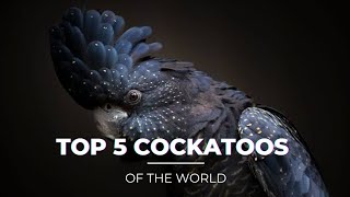 TOP 5 Rare Cockatoos  Why Cockatoos are Expensive  cockatoos ShaikhTanveer [upl. by Nosahc793]