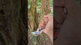 Karambit karambitknife survival edc bushcraft pesca blade edcknife shortsvideo shorts [upl. by Nikita33]