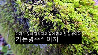 가는명주실이끼 Anomodon thraustus müll Hal [upl. by Aiceled19]