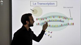 La transcription  de l’ADN à l’ARN [upl. by Gerladina]