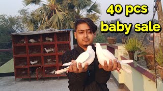 HUGE QUANTITY MADRASI AND ANDHRA BABY PIGEON FOR SALE [upl. by Arretal]