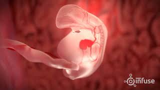 Fetal Development 3D Animation  Infuse Medical [upl. by Animsaj]