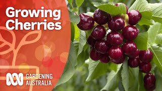 Growing cherry trees bursting with fruit  Growing fruit and veg  Gardening Australia [upl. by Aneekat]