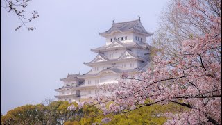 Japan Sakura in Himeji ฮิเมจิ ซากุระและปราสาทขาว [upl. by Mccallion]