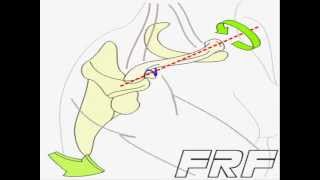 6Movimiento de rotación clavicularClavicle rotation [upl. by Ybur900]