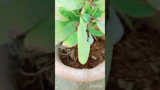 Transplanting The Euphorbia Mili Plant 🌵garden nature shorts rooftop euphorbiamilii [upl. by Maxantia54]