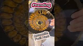 Ammonite Fosil Explained [upl. by Kast223]