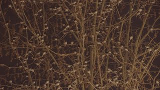 Large group of Pied wagtails roosting in a Plane tree Bath England UK January [upl. by Giustina14]