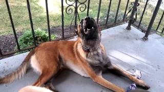 Belgian Malinois howling [upl. by Aivekal]