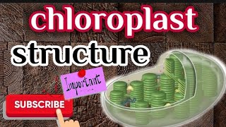 chloroplast  chloroplast diagram explain in telugu  chloroplast diagram [upl. by Enomal]