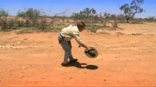 The emu runs faster that a kangaroo can bound [upl. by Anayet609]