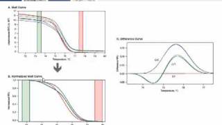 High Resolution Melt Analysis Tutorial [upl. by Adne882]