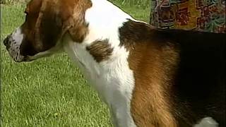 English Foxhound  AKC Dog Breed Series [upl. by Nossila99]