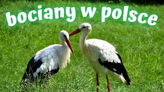 Bociany w Polsce  Polska przyroda [upl. by Lleneg898]