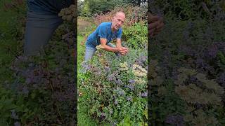 Catmintcatnip nepeta cataria gardening herbs permaculture explore ideas adventure garden [upl. by Inanak]