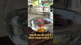 मछलीजलकीरानीहै Aquarium fishpot waterfish waterlife viralvideo colourfish [upl. by Omidyar]