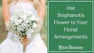 Use Stephanotis Flower to Your Floral Arrangements [upl. by Vetter]