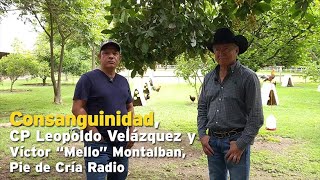 Consanguinidad CP Leopoldo Velázquez y Víctor quotMelloquot Montalban Pie de Cría Radio [upl. by Ellenrad564]