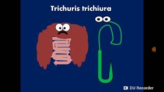 Trichuris trichiura Whipworm ذات السوط [upl. by Sillyrama]