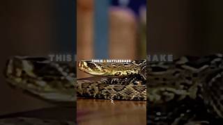 Conan Obrien almost gets bit by a rattlesnake conanobrien funny inspiration rattlesnakes [upl. by Giuliana306]