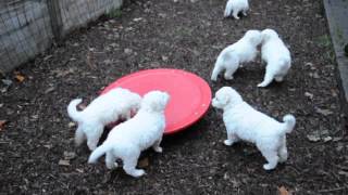 Kuvasz Welpen auf der Balance [upl. by Curt]