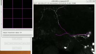 Simple Neurite Tracer introductory screencast [upl. by Seitz]