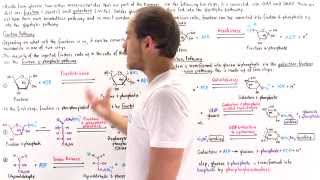 Fructose and Galactose Breakdown Pathways [upl. by Malissa114]