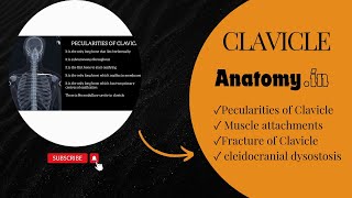 Anatomy  Clavicle  Pecularities  Fracture  cleidocranial dysostosis  anatomy 3danimation [upl. by Adieno]