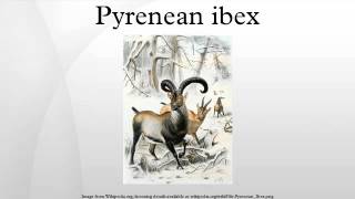 Pyrenean ibex [upl. by Iznik388]