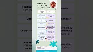 Amniotic fluid leakvs urine leak [upl. by Akinek]