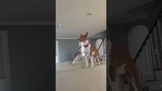 BASENJI YODEL  BASENJI SONG  BASENJI NOISES  Ragnar and Freya Scream  barking [upl. by Eissirhc]