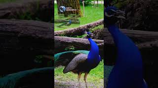 real voice of peacock birds wildlife nature documentary forest [upl. by Ezarra]