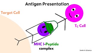 Endogenous Antigen Process [upl. by Eckardt502]