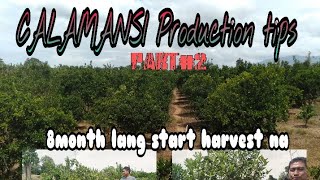 paano magtanim Ng calamasi  Calamansi management tips [upl. by Katie]