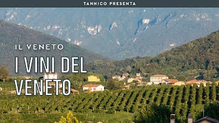 I vini del Veneto  Tannico Flying School [upl. by Aitnic]