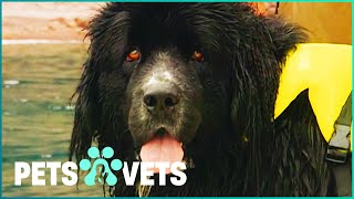 This Newfoundland Is The Worlds Cutest Lifeguard  Dogs with Jobs [upl. by Ciardap218]