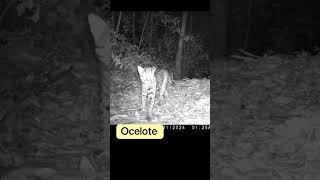 Ocelote wildlife trailcam trailcamera animals [upl. by Mode]