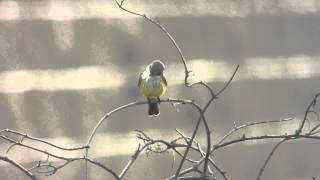 Female Vermilion Flycatcher [upl. by Cirtemed]