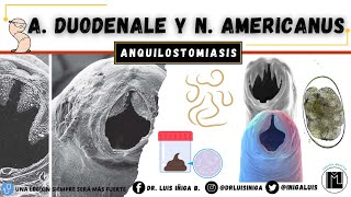 Uncinarias  Morfología Ciclo de vida Patogenia Clínica Diagnóstico Profilaxis [upl. by Assirehs]