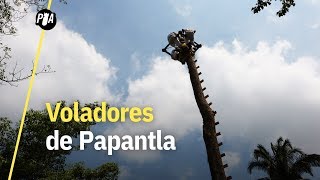 Voladores de Papantla acróbatas que desafían al cielo [upl. by Borman]