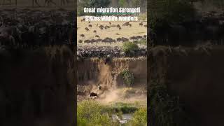 Wildebeest migration Serengeti wildlife wildebeest animalfacts Serengeti adorable [upl. by Kcered]