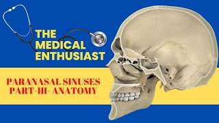 Paranasal Sinuses  Ethmoidal Sinuses Anatomy [upl. by Haliek]