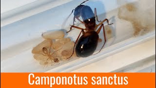 Une espèce magnifique et énorme  Camponotus sanctus [upl. by Beaufort984]