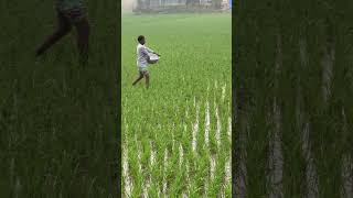 How to Properly Apply Fertilizer to Paddy Fields [upl. by Idnahk]