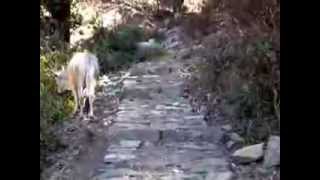 Mahavatar Babaji Cave Himalayas INDIA [upl. by Asserat677]