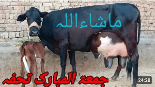 Cholistani Friesian top class cow 🐄🐄🐄 for sale in YouTube call me 0343326603715112024 [upl. by Walls]