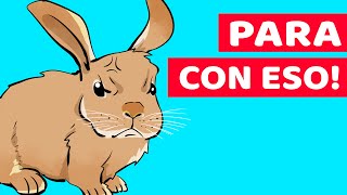 10 Cosas Que Los Conejos Odian Y Desearían Que Dejaras De Hacer [upl. by Sirois]